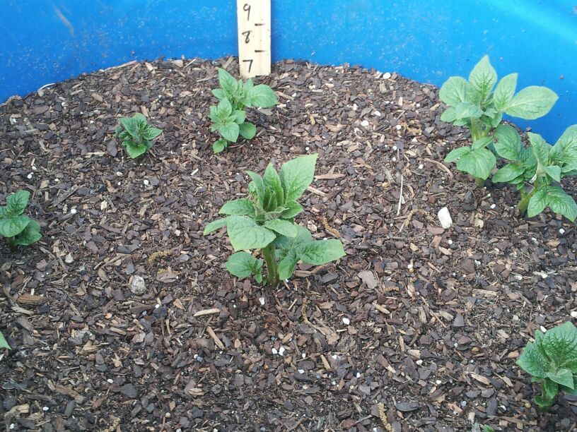 Potato growing roots along the stem